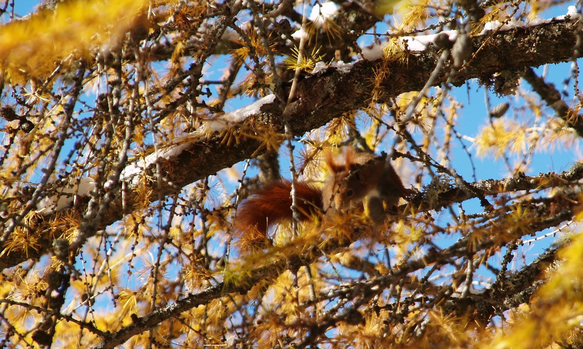 l'écureuil cet automne